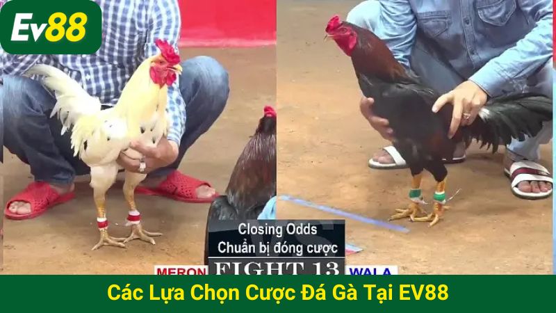 Các lựa chọn cược Đá gà tại EV88