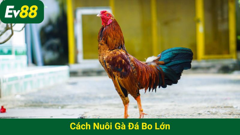 Cách nuôi gà đá bo lớn