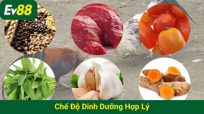 Chế độ dinh dưỡng hợp lý rất quan trọng trong cách nuôi gà đá bo lớn