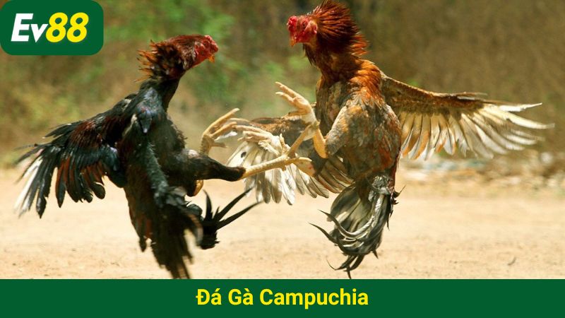 Đá gà Campuchia