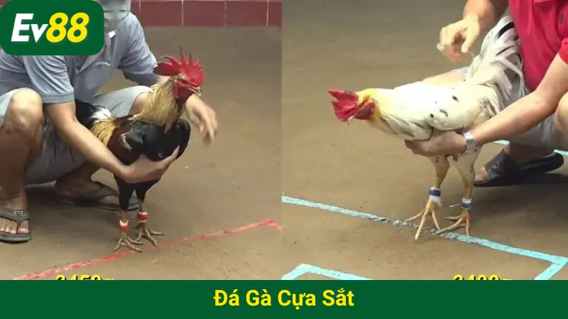 Đá gà cựa sắt