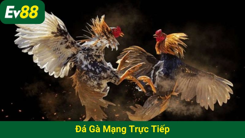 Đá gà mạng trực tiếp