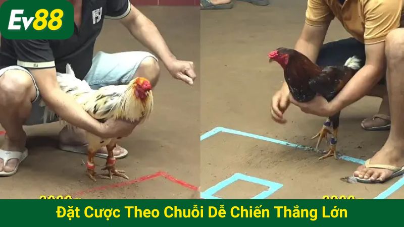 Đặt cược theo chuỗi dễ chiến thắng lớn