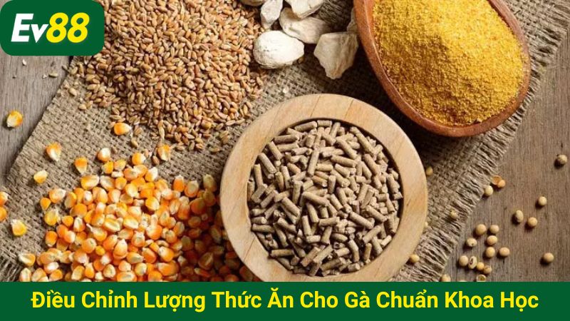 Điều chỉnh lượng thức ăn cho gà chuẩn khoa học