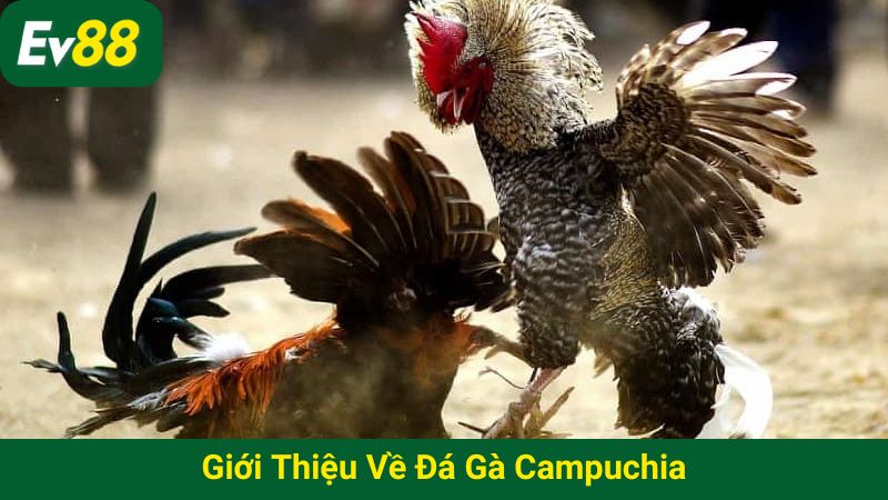 Giới thiệu về đá gà Campuchia