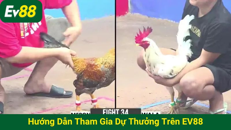 Hướng dẫn tham gia dự thưởng trên EV88