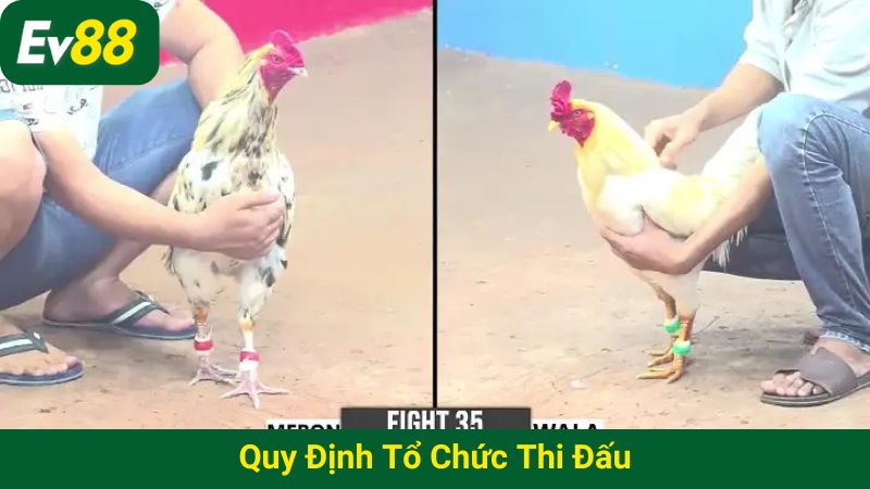 Quy định tổ chức thi đấu