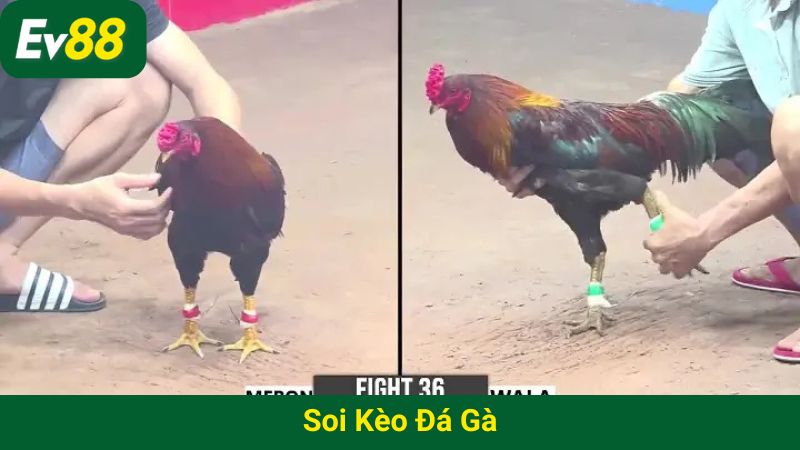 Soi kèo đá gà