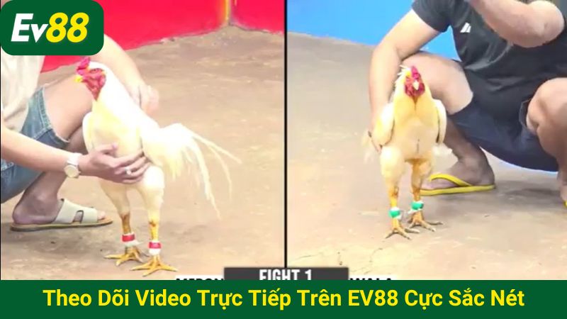 Theo dõi video trực tiếp trên EV88 cực sắc nét