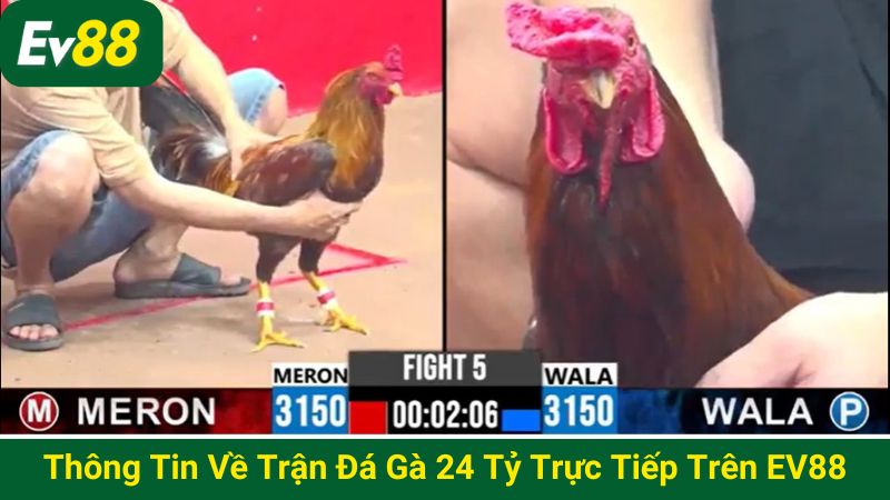 Thông tin về trận đá gà 24 tỷ trực tiếp trên EV88