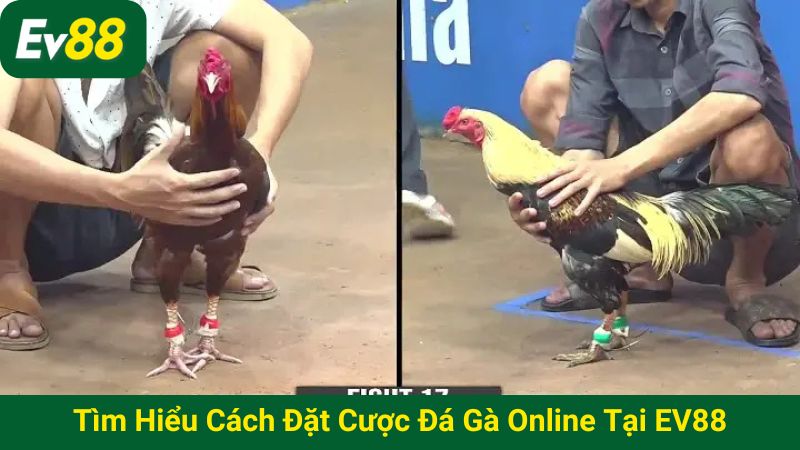 Tìm hiểu cách đặt cược đá gà online tại EV88