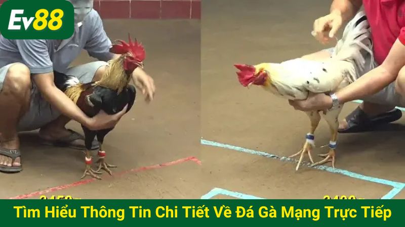 Tìm hiểu thông tin chi tiết về đá gà mạng trực tiếp