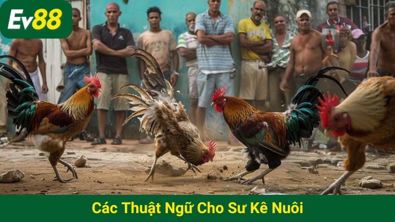 Các thuật ngữ cho sư kê nuôi