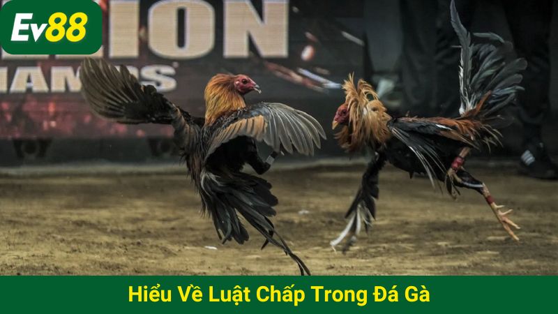 Hiểu về luật chấp trong đá gà