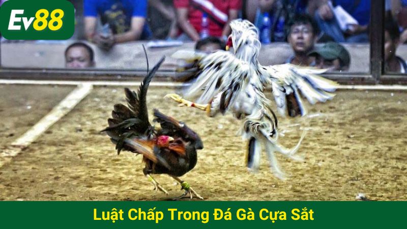Luật chấp trong đá gà cựa sắt