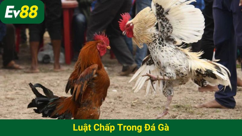 luật chấp trong đá gà