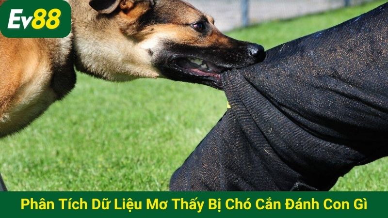 Phân tích dữ liệu mơ thấy bị chó cắn đánh con gì