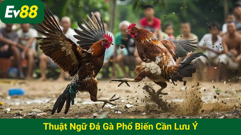 Thuật ngữ đá gà phổ biến cần lưu ý