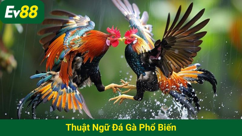 thuật ngữ đá gà