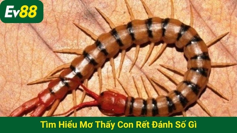Tìm hiểu mơ thấy con rết đánh số gì
