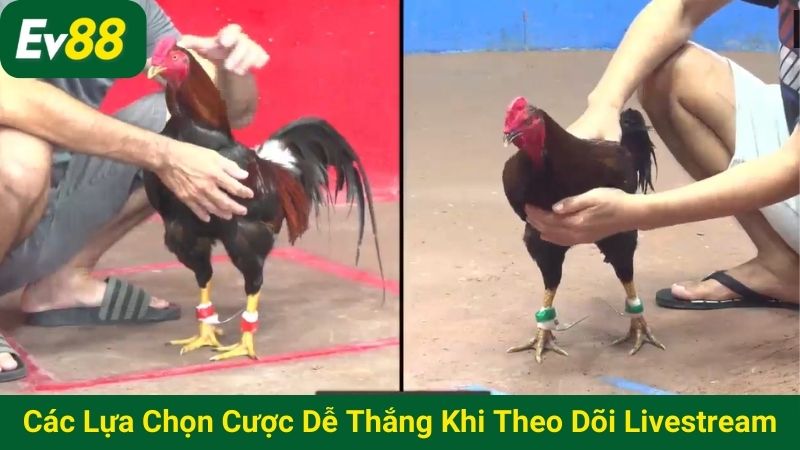 Các lựa chọn cược dễ thắng khi theo dõi livestream
