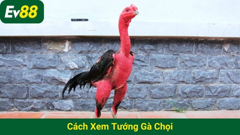 Cách xem tướng gà chọi