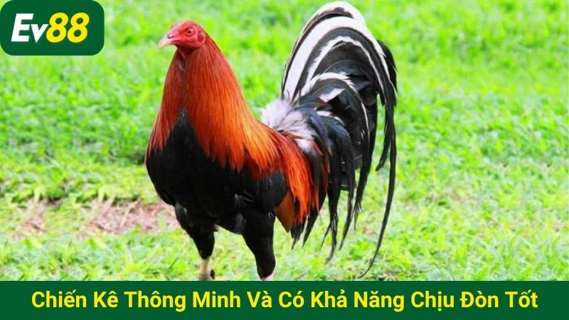 Chiến kê có tố chất thông minh và khả năng chịu đòn tốt