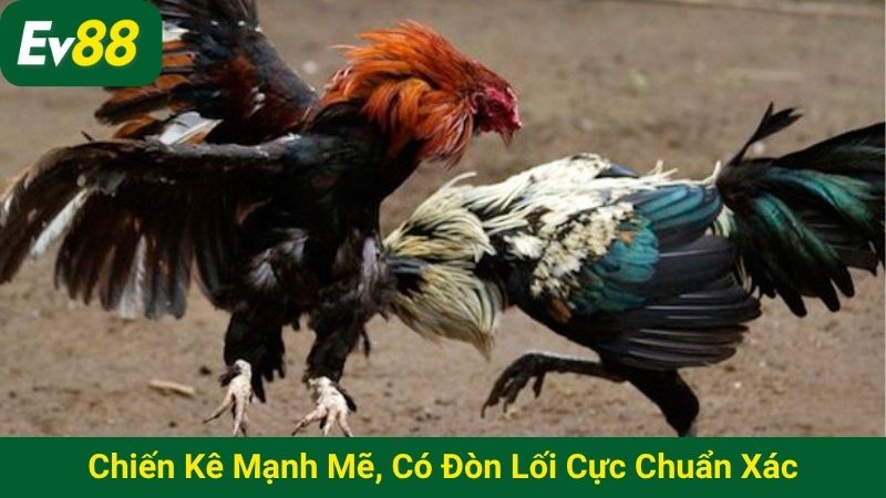 Chiến kê mạnh mẽ, có đòn lối cực chuẩn xác