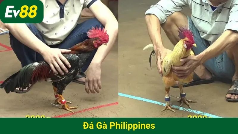 đá gà Philippines