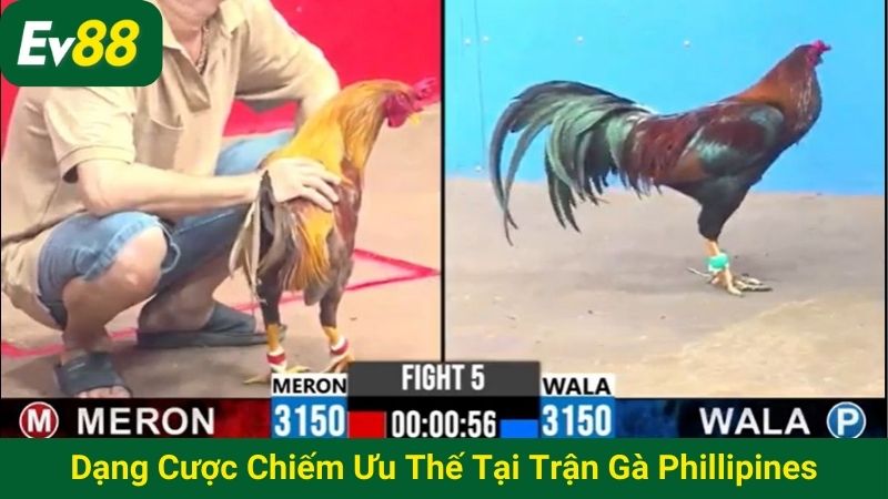 Dạng cược chiếm ưu thế tại các trận chọi kê Philippines