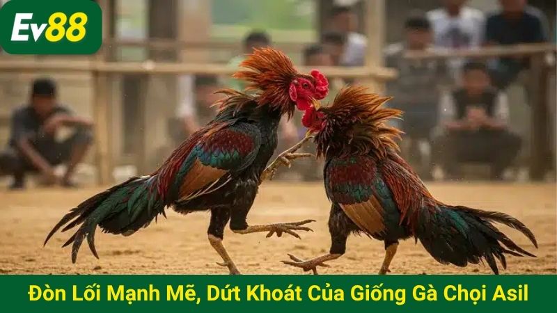 Đòn lối mạnh mẽ, dứt khoát của giống gà chọi Asil