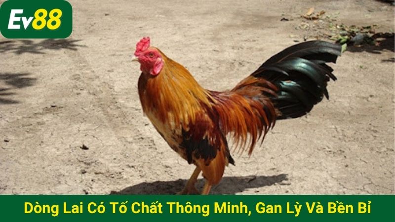 Dòng lai có tố chất thông minh, gan lỳ và bền bỉ