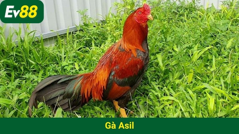 Gà Asil