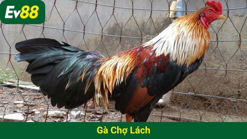 Gà Chợ Lách