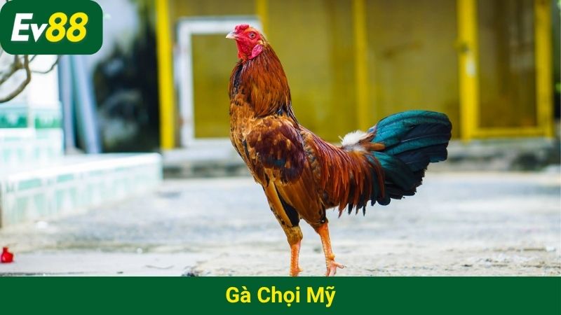 Gà chọi Mỹ