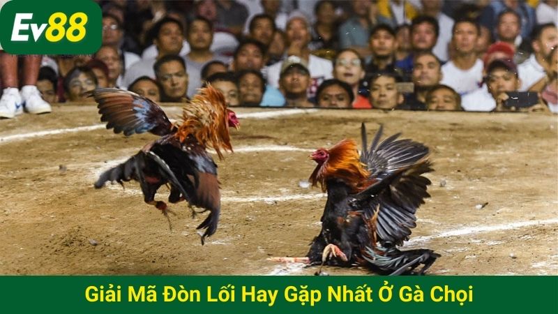 Giải mã đòn lối hay gặp nhất ở gà chọi