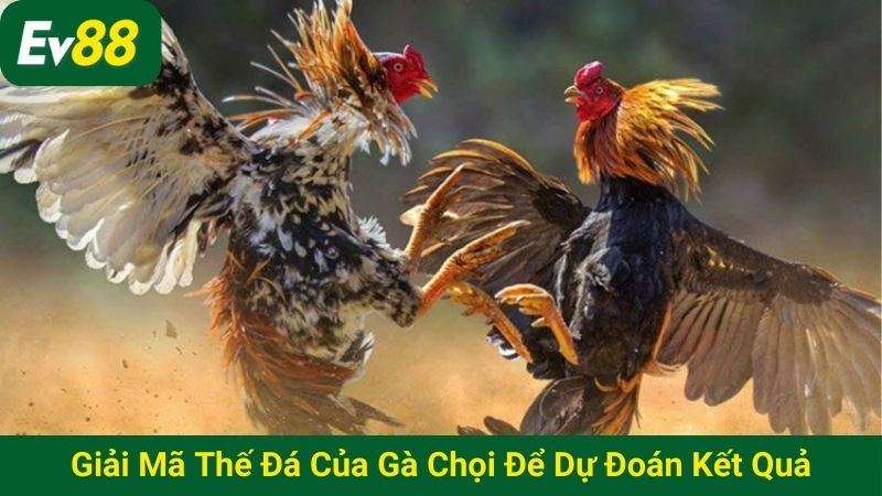 Giải mã thế đá của gà chọi để dự đoán kết quả cực chuẩn