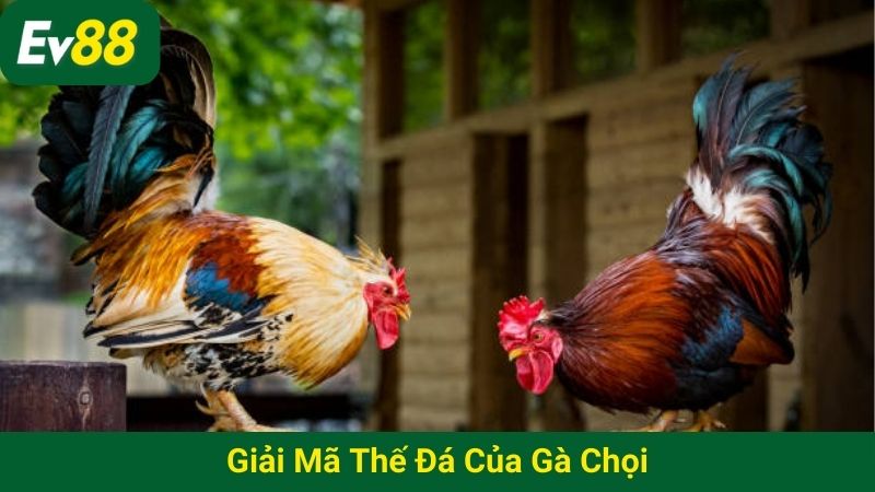 giải mã thế đá của gà chọi