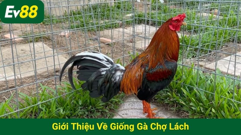 Giới thiệu về giống gà Chợ Lách
