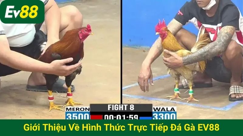 Giới thiệu về hình thức trực tiếp đá gà EV88
