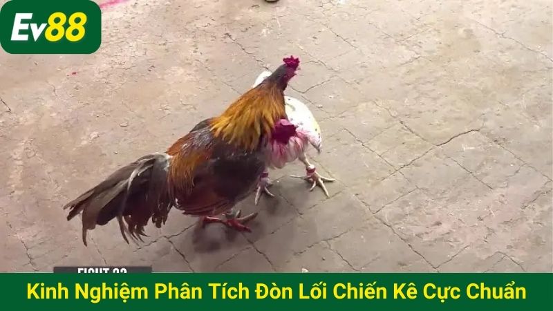 Kinh nghiệm phân tích đòn lối chiến kê cực chuẩn