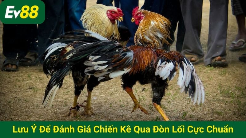 Lưu ý để đánh giá chiến kê qua đòn lối cực chuẩn