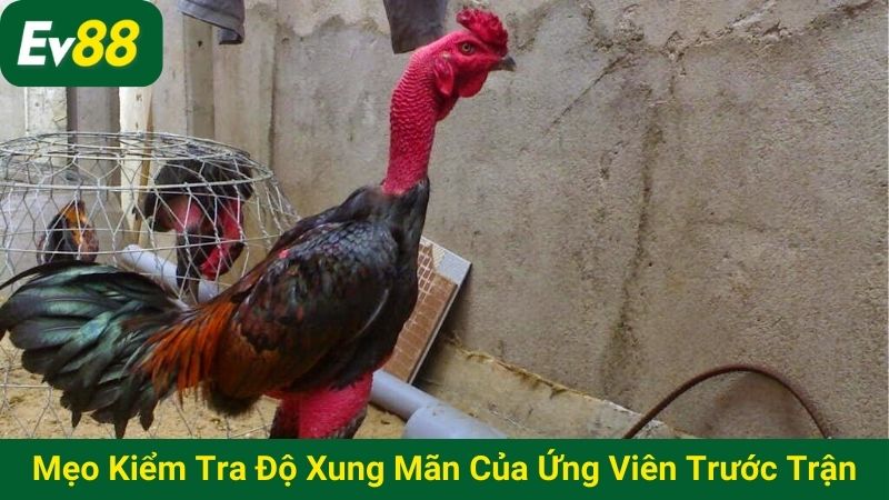 Mẹo kiểm tra độ xung mãn của ứng viên trước trận