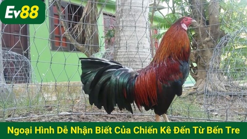 Ngoại hình dễ nhận biết của chiến kê đến từ Bến Tre