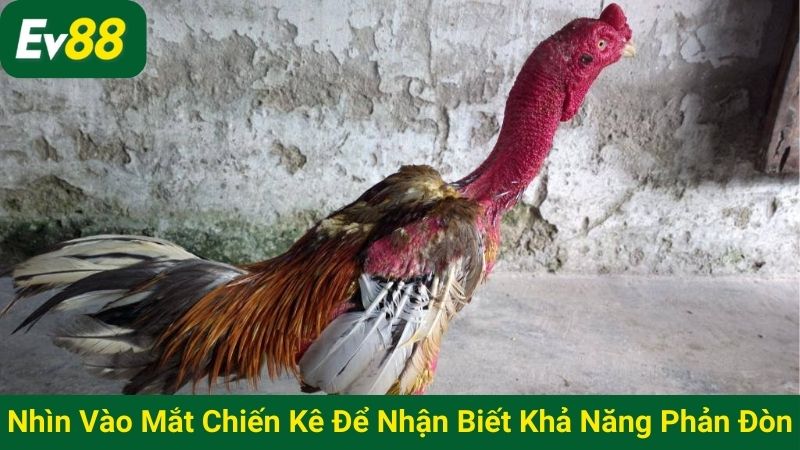 Nhìn vào mắt chiến kê để nhận biết khả năng phản đòn