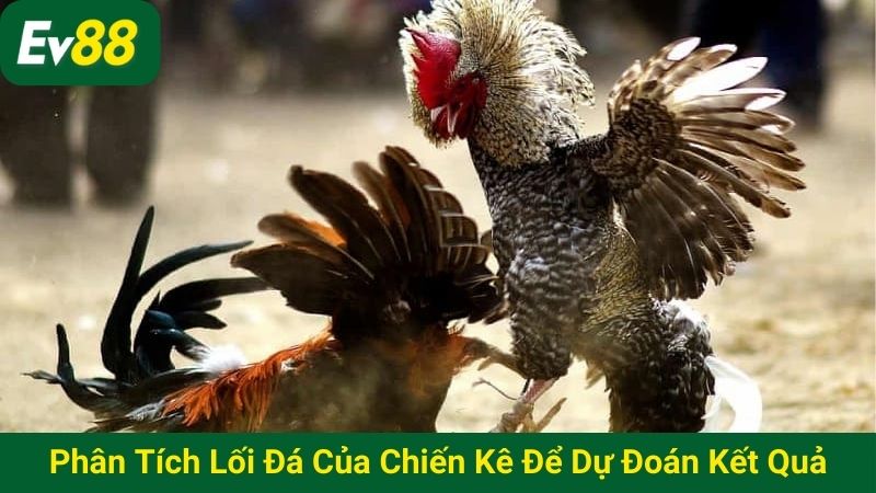 Phân tích lối đá của chiến kê để dự đoán kết quả trận đấu