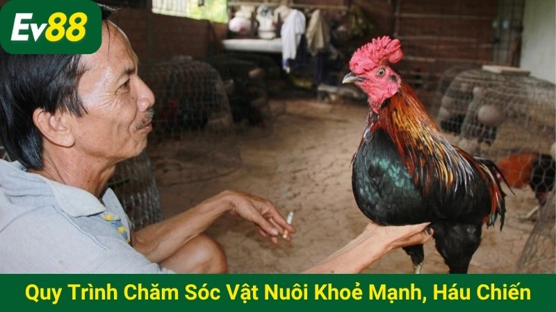 Quy trình chăm sóc vật nuôi khoẻ mạnh, háu chiến