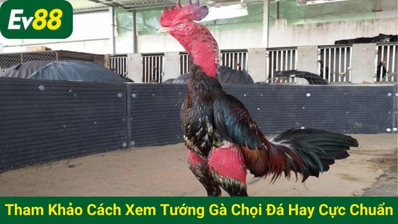 Tham khảo cách xem tướng gà chọi đá hay cực chuẩn