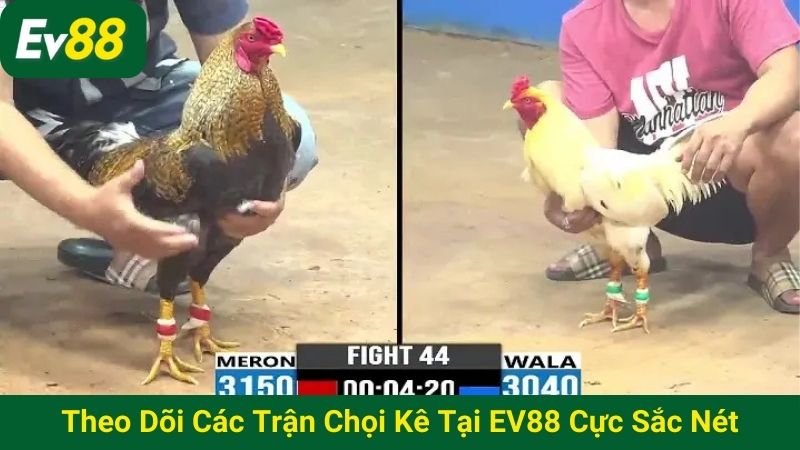 Theo dõi các trận chọi kê tại EV88 cực sắc nét