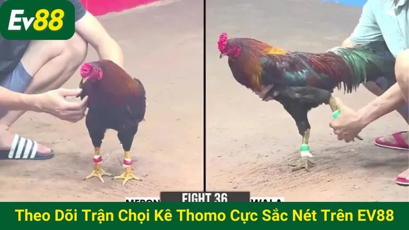 Theo dõi trận chọi kê Thomo cực sắc nét trên EV88
